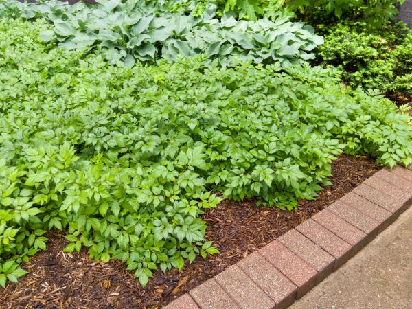 Cost of Brick Hardscaping in Reston